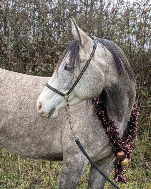 Nettoyage de Boxes à chevaux